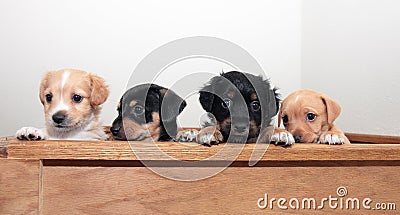 Four Mixed Breed Puppies