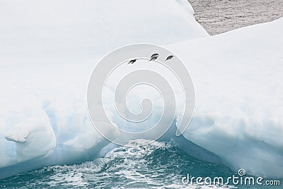 Four penguins resting on an iceberg in Antarctica