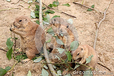 Four prairie dogs eating leaves
