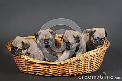 Four pug puppies.