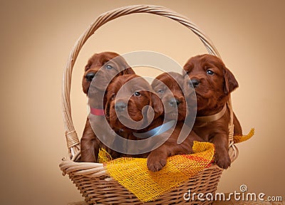 Four puppies of setter sit in basket