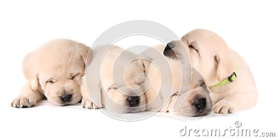 Four sleeping puppies