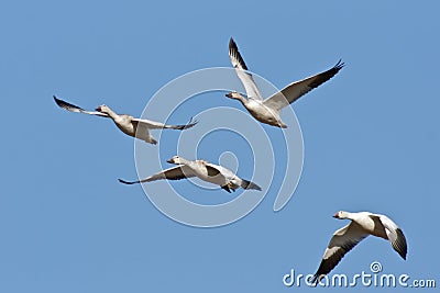 Four Snow Geese In Flight
