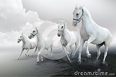 Four white horses
