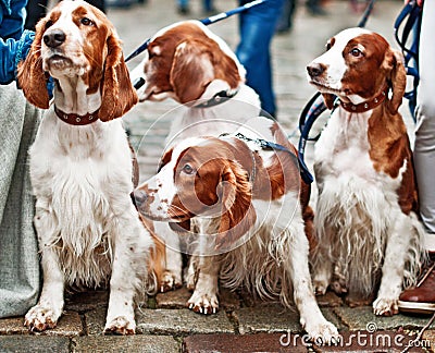 Four young cocker spaniel