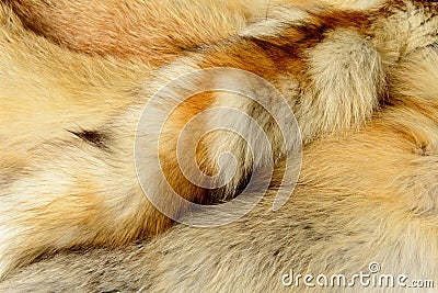 Fox fur animal texture background