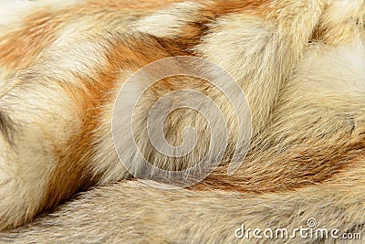 Fox fur animal texture background