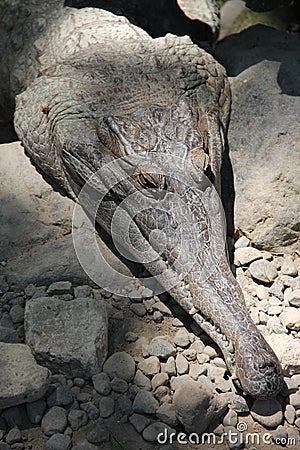 Fragment of the head of a large crocodile sleep