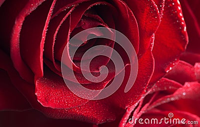Fragment of red rose