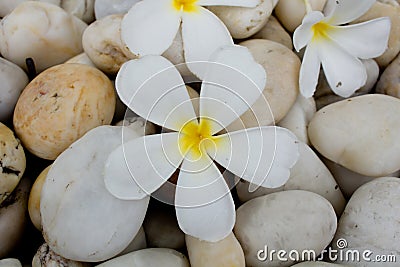 Frangipani flowers on stone