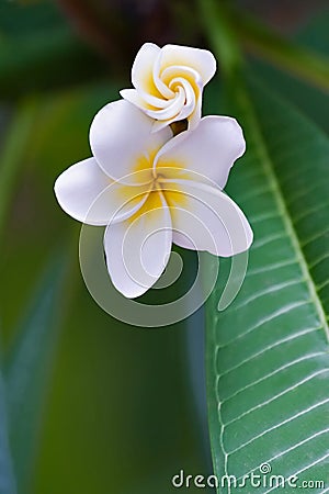 Frangipani tropical flower