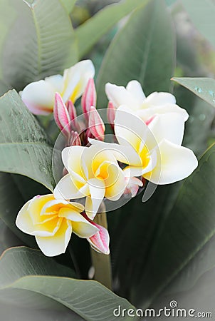 Frangipani tropical flowers, green lefs, nature