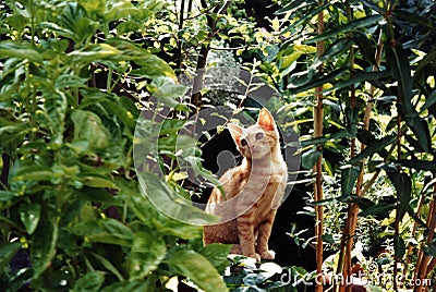 Fred the Jungle Cat