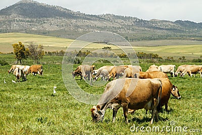 Free range Jersey dairy cows on a farm