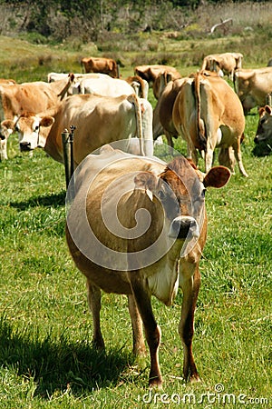 Free range Jersey dairy cows on a farm