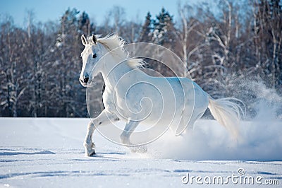 Free white horse on winter background