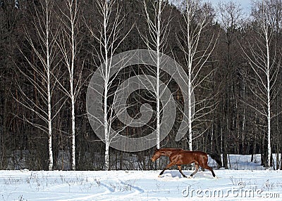 Freedom horse in winter nature