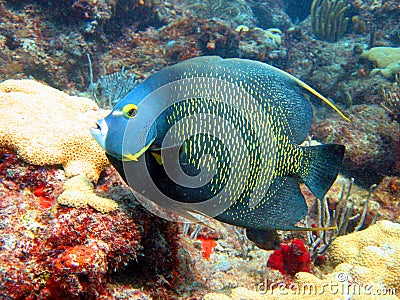 French Angel Fish