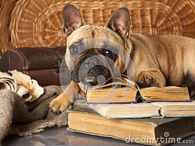 French bulldog and book