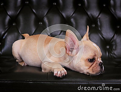 French bulldog puppy lying on sofa bed with relaxing emotion