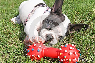 French bulldog puppy playing dog toy