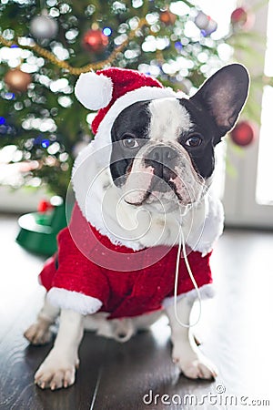 French bulldog in santa costume for Christmas