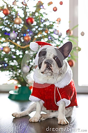 French bulldog in santa costume for Christmas