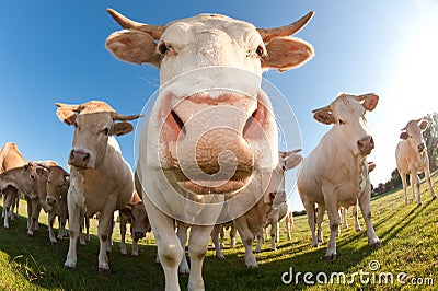 French cows in a field