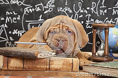 French Mastiff puppy with books