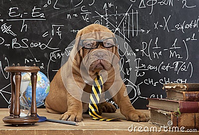 French Mastiff puppy in glasses with books