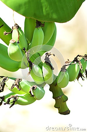 Fresh bananas on a banana plant