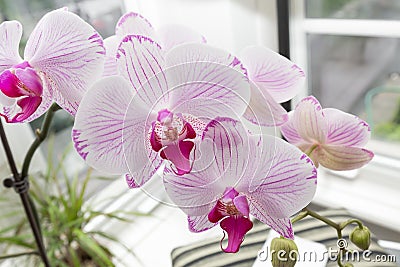 Fresh beautiful orchid flowers inside home garden