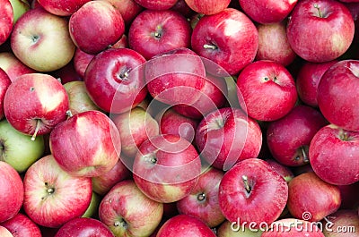 Fresh bio red apples