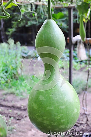 Fresh bottle gourd in vine in a vegetable garden.