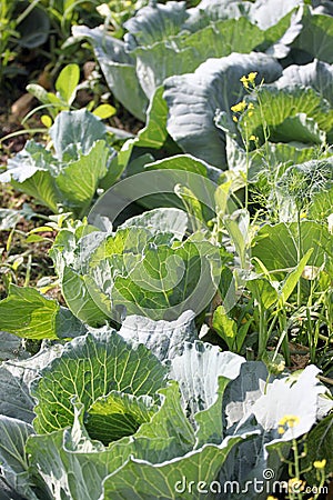 Fresh Cabbage leaf in vegetable gardening.