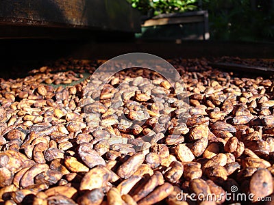 Fresh cacao beans drying in the sun
