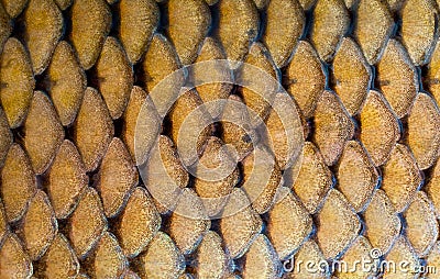 Fresh carp fish scales texture