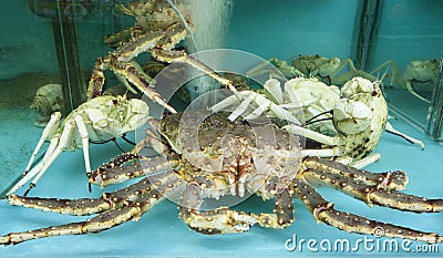 Fresh Crab in a Holding Tank