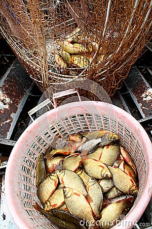 Fresh crucian fish on a shop counter. Crucian