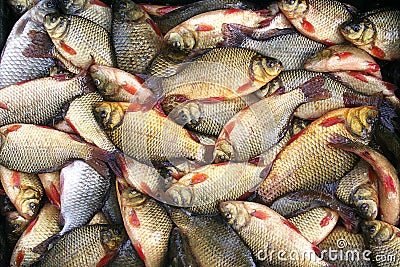 Fresh crucian fish on a shop counter. Crucian