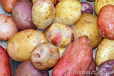 Fresh Farm Potato