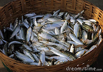 Fresh fish catch in a wicker basket