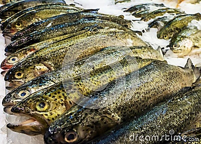 Fresh fish at a fish shop counter