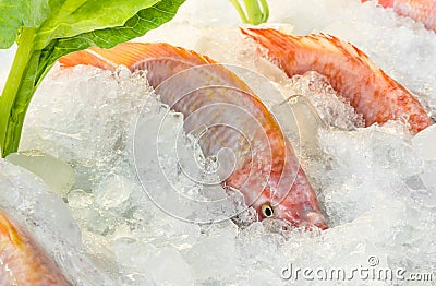 Fresh Fish on Ice