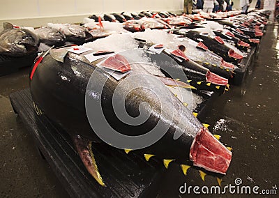 Fresh fish at the daily market auction