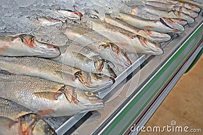 Fresh fish with silver scales, flippers under ice,