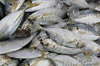 Fresh fishes in market