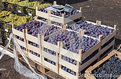 Fresh fruits including grapes and plums for sale