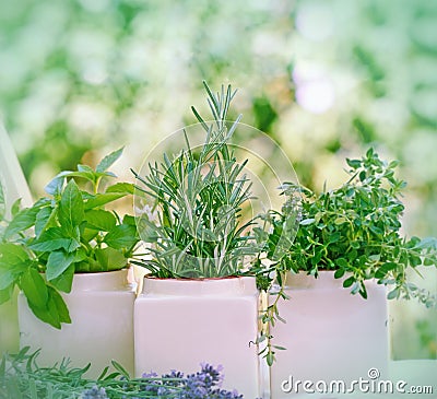 Fresh herbs - spices