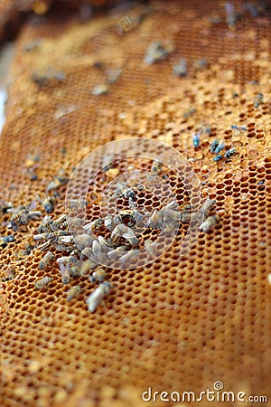 Fresh honey in the comb - background